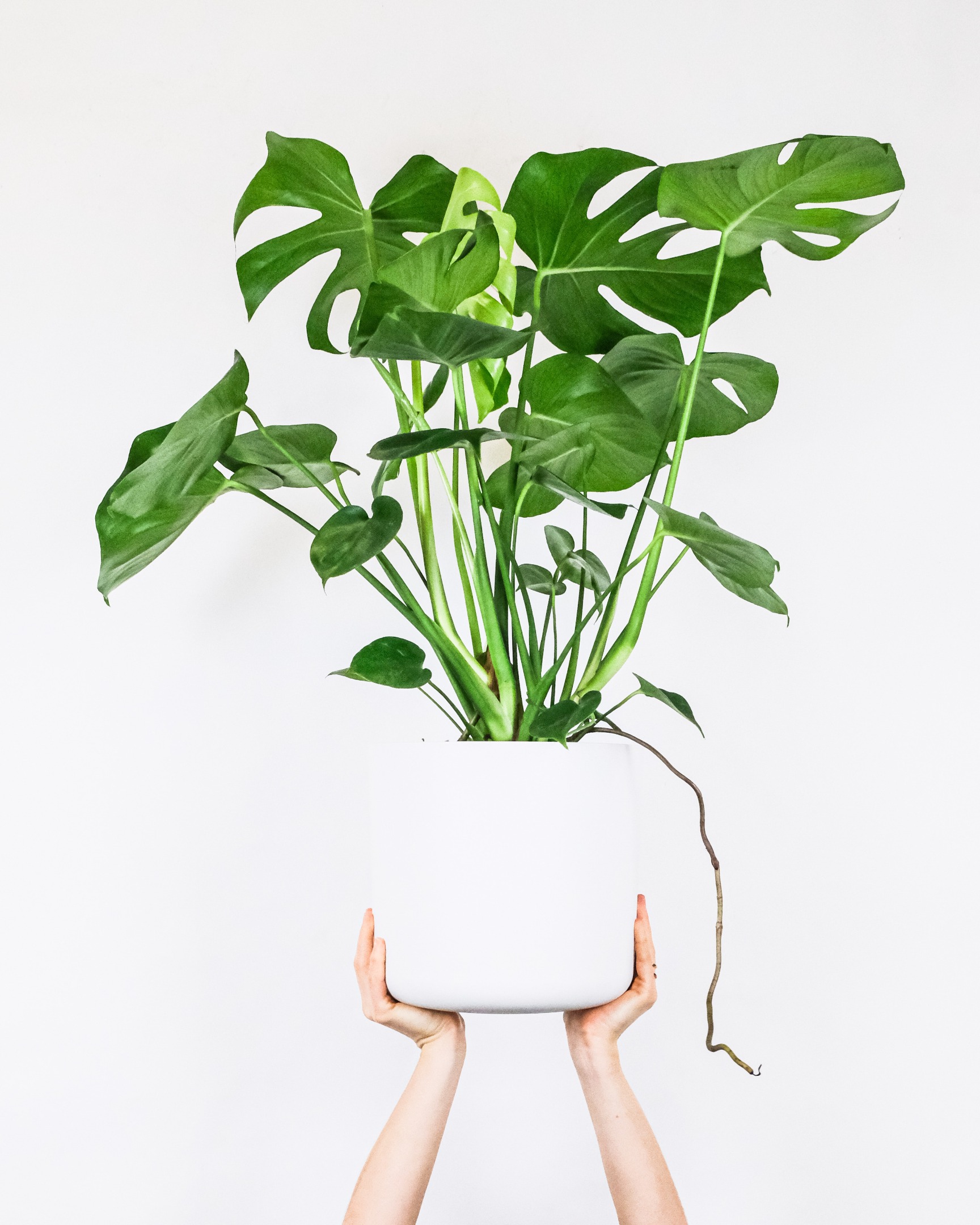 Planta Livre